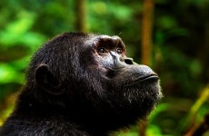 13 Days Best of Uganda and Rwanda Safari