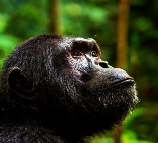 13 Days Best of Uganda and Rwanda Safari