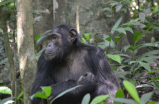 5 Days Uganda Chimpanzee and Wildlife Budget Safari