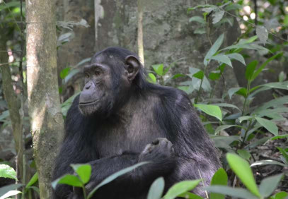 5 Days Uganda Chimpanzee and Wildlife Budget Safari