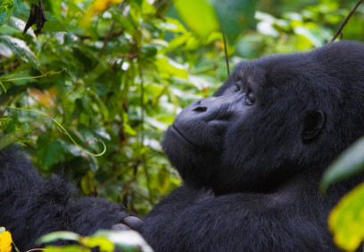 3 Days Gorilla Trekking Luxury Safari