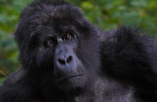 3 Days Gorilla Trekking and Cultural Safari