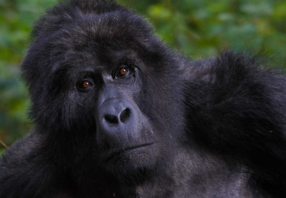 3 Days Gorilla Trekking and Cultural Safari