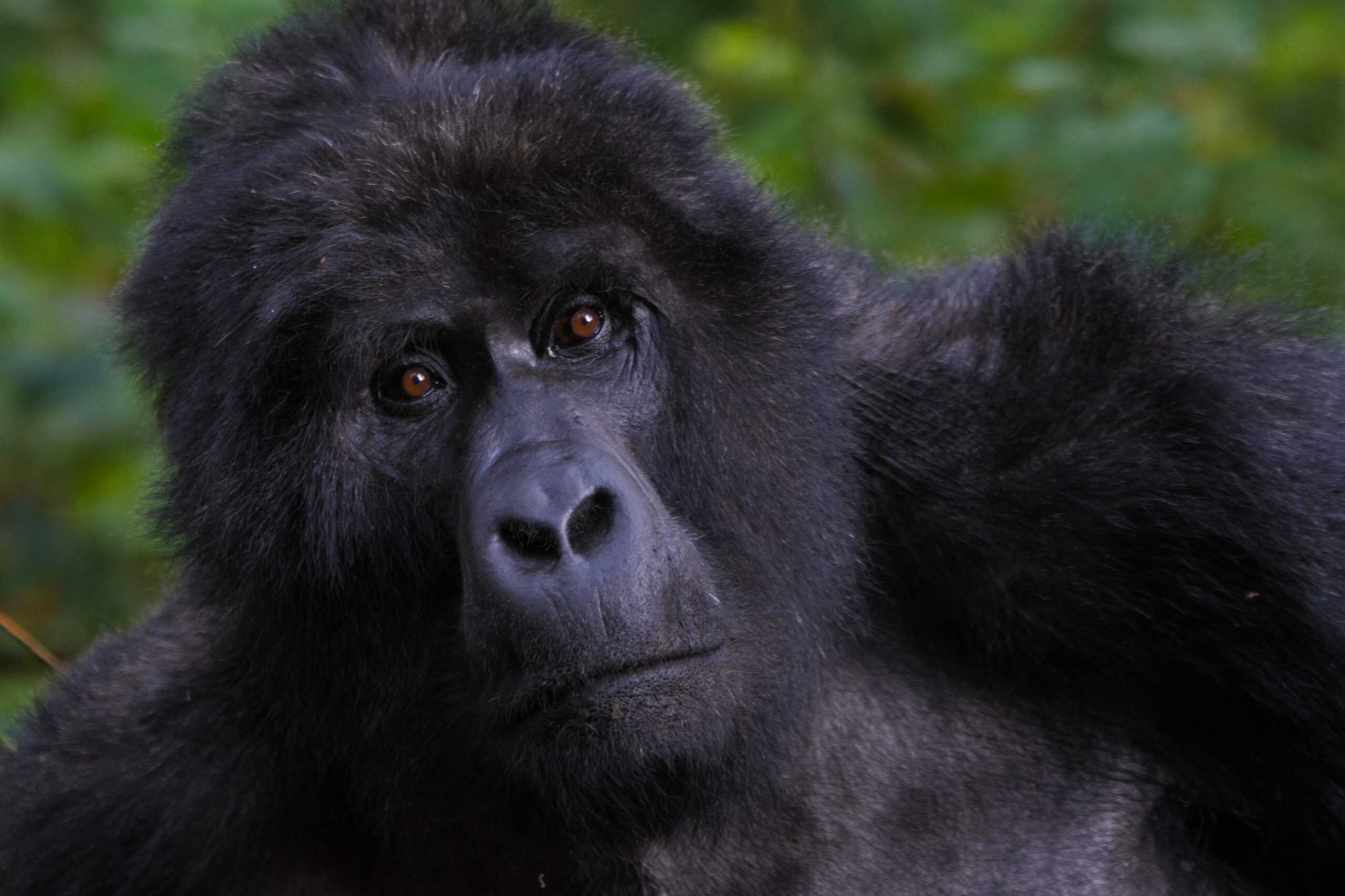 3 Days Gorilla Trekking and Cultural Safari