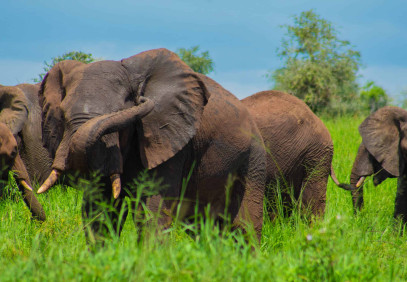 7 Days Uganda Wildlife and Primate Safari