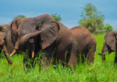 7 Days Uganda Wildlife and Primate Safari