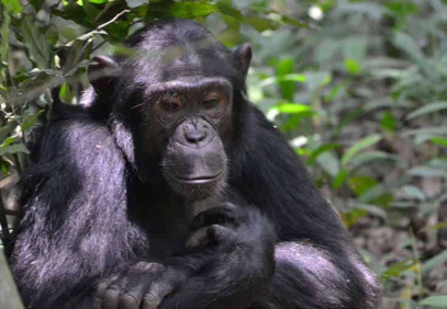 5 Days Luxury Uganda Primate Safari