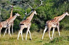 15 Days Luxury Uganda Safari Tour