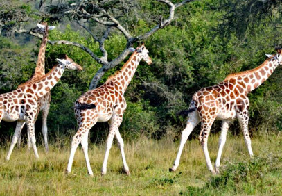 15 Days Luxury Uganda Safari Tour