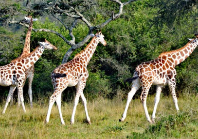 15 Days Luxury Uganda Safari Tour