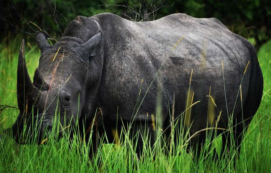 10 Days Kidepo and Murchison National Parks Eastern Route