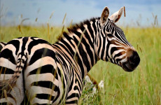 3 Days Lake Mburo Budget Safari