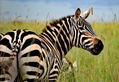 3 Days Lake Mburo Budget Safari