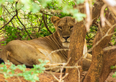 10 Days Uganda Luxury Safari
