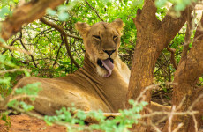 3 Days Big 5 Safari Murchison Falls National Park