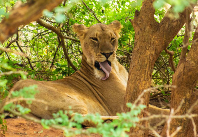 3 Days Big 5 Safari Murchison Falls National Park