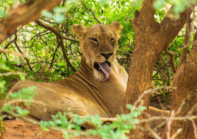 3 Days Big 5 Safari Murchison Falls National Park