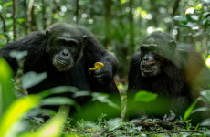 3 Days Luxury Chimpanzee Trekking