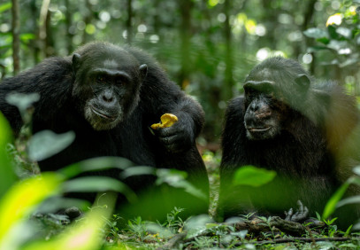 3 Days Luxury Chimpanzee Trekking