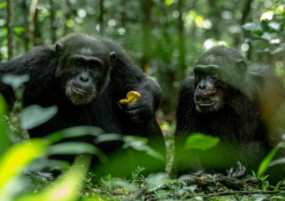 3 Days Luxury Chimpanzee Trekking