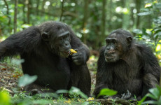 5 Days Uganda Primate Safari