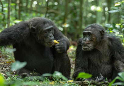 5 Days Uganda Primate Safari
