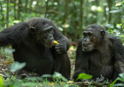 5 Days Uganda Primate Safari