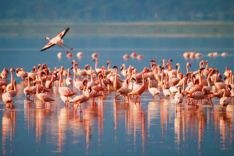 Manyara 3