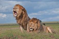 3-Day The Famous Mara Mid-Range Safari