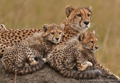 6 Day Northern Tanzania Migration Safari