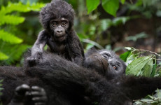 9 Days Gorilla, Chimpanzee & Big Five Safari