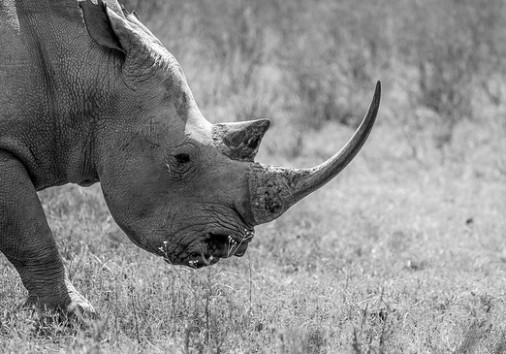 10 Days Best Of Kenya 1