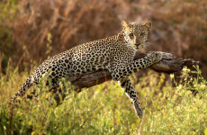 10 Days Best of Kenya Safari