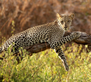 10 Days Best of Kenya Safari