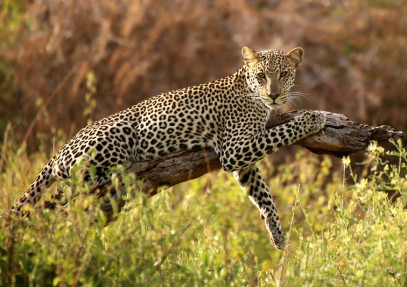 10 Days Best of Kenya Safari