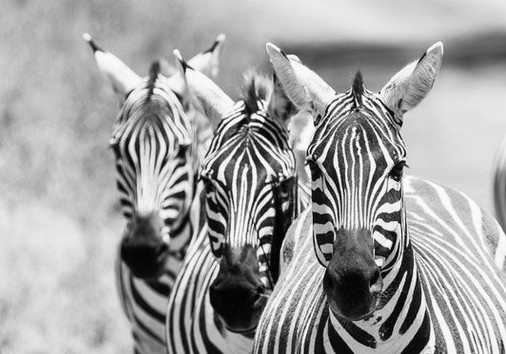 10 Days Kenya Luxuryi (1)