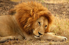 7 Days Kenya Wildlife Jeep Safari