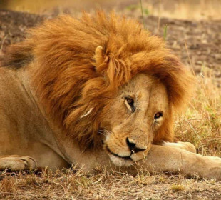 7 Days Kenya Wildlife Jeep Safari