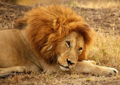 7 Days Kenya Wildlife Jeep Safari