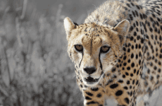 15 Days Kenya Safari and Beach Experience