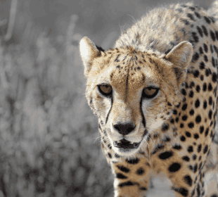 15 Days Kenya Safari and Beach Experience