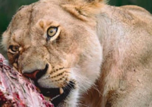 Deal Lioness