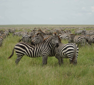 8-Day Chase the Great Migration in Tanzania