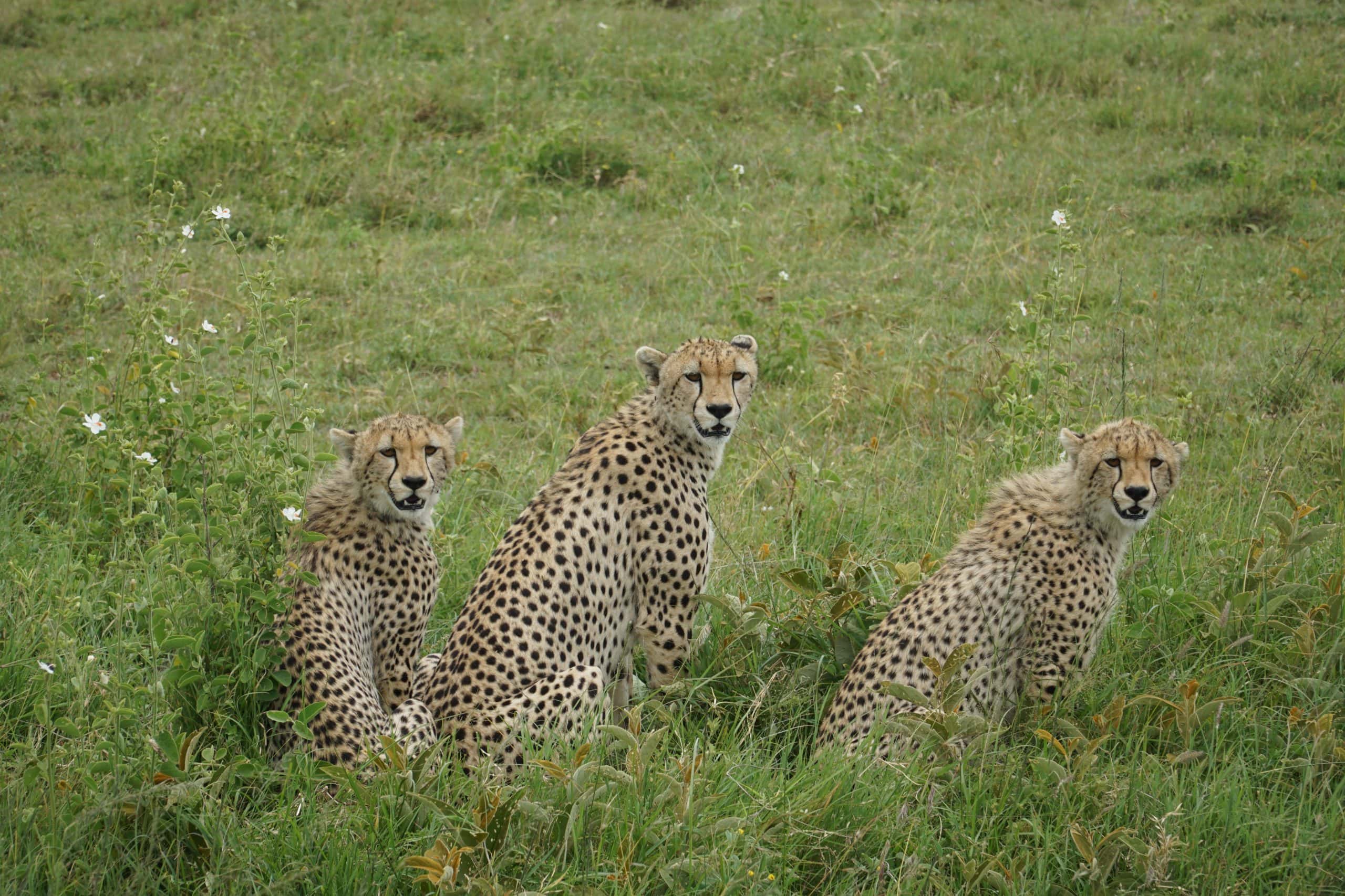 Cheetah on Serengeti plains