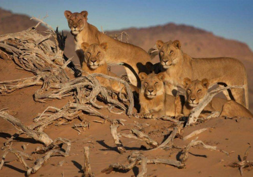 Serengeti National Park lions hunting
