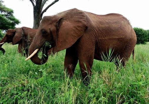 Elephant big five with smart wildlife Safaris