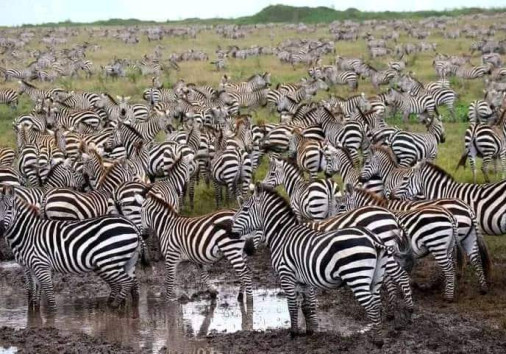 Serengeti National Park
