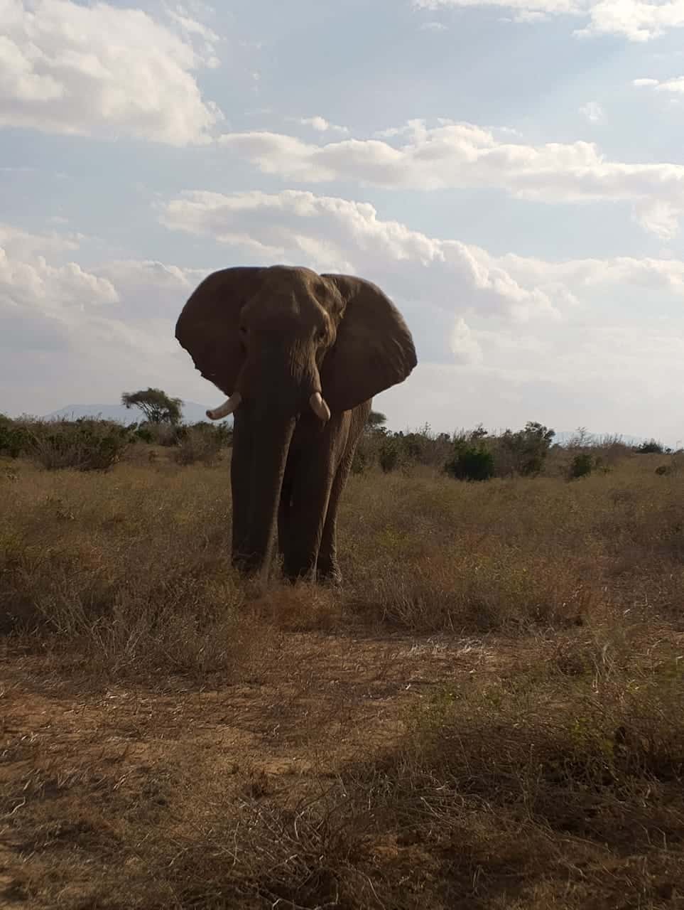 5-Day Amboseli, Tsavo West & Tsavo East Safari