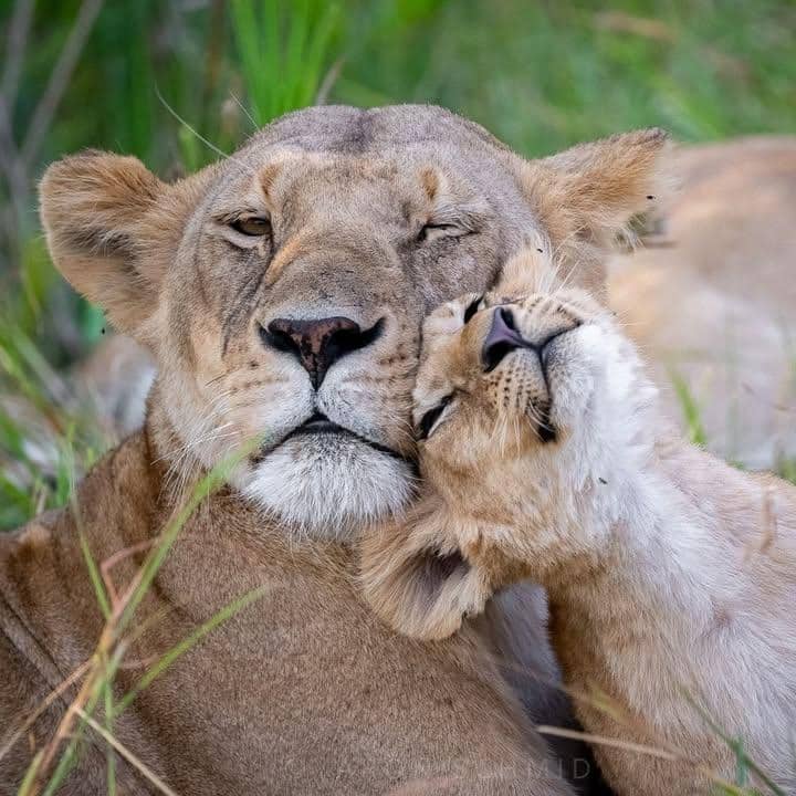 Lion of Serengeti Migration