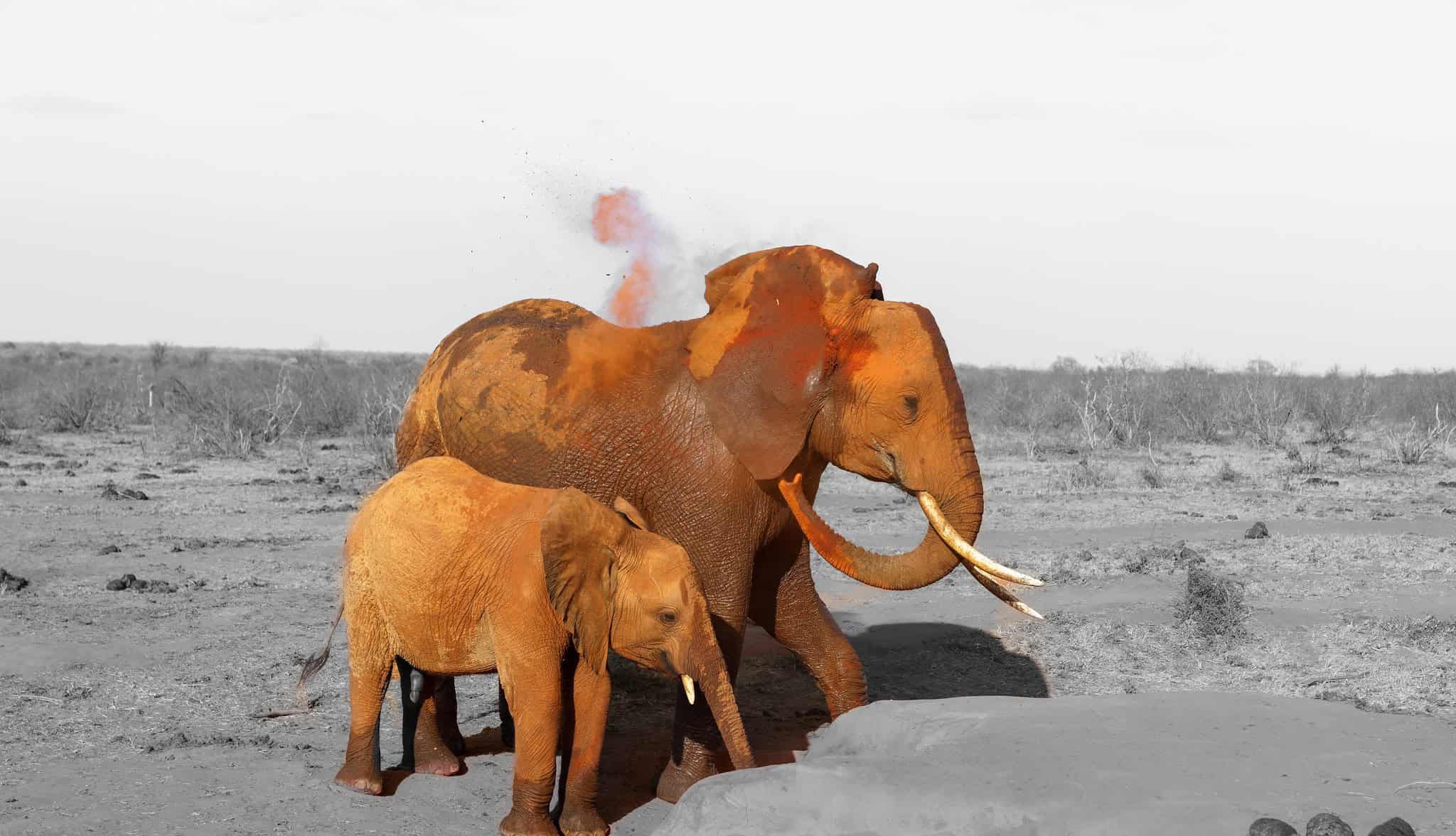Red Elephants P